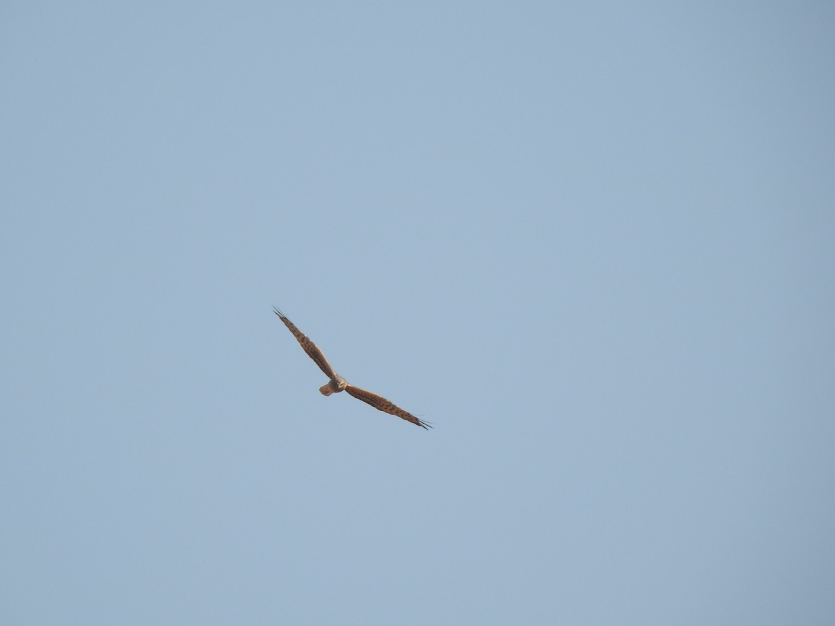 Booted Eagle - ML365396601