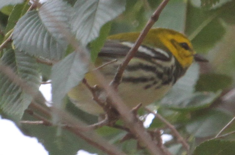 Black-throated Green Warbler - ML36539661