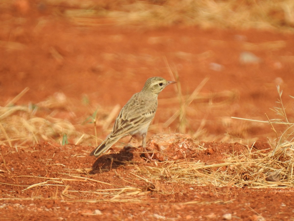 Paddyfield Pipit - ML365396641