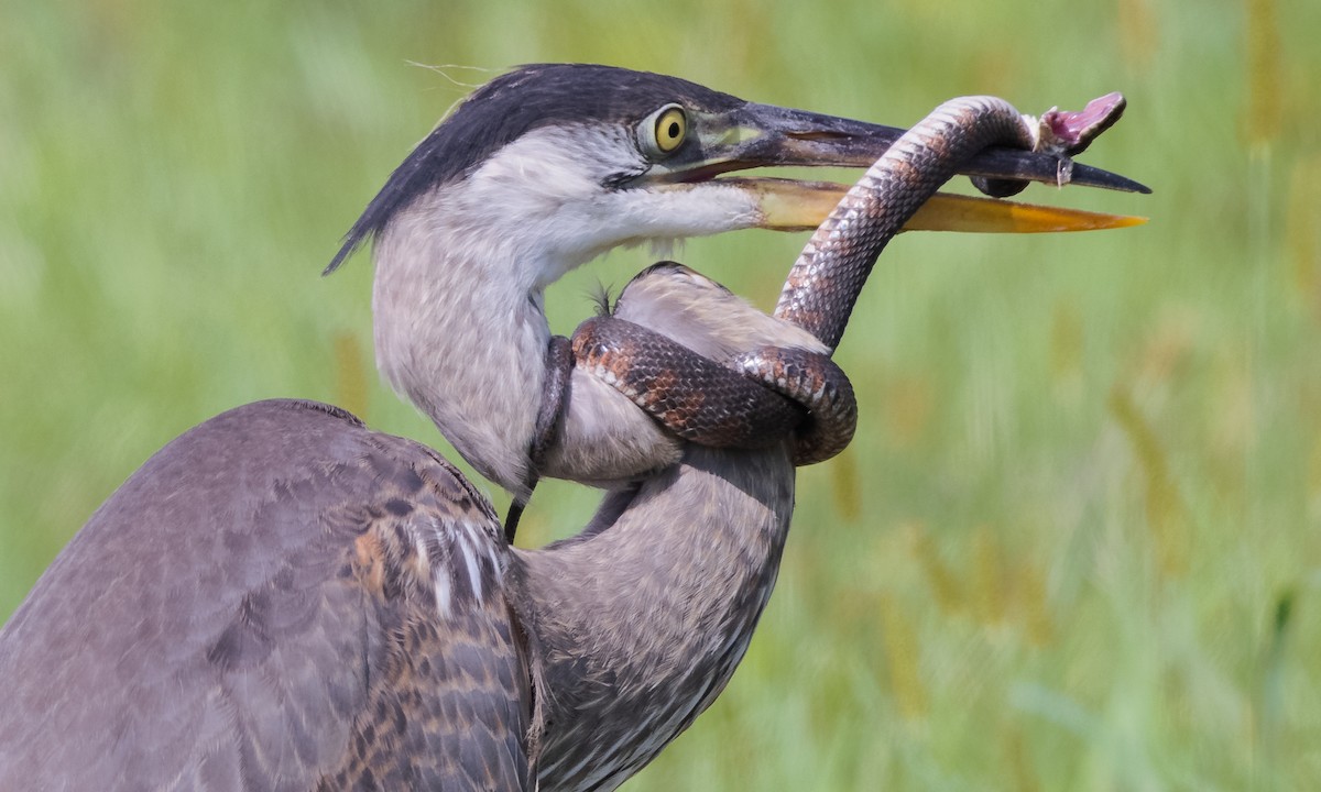 Great Blue Heron (Great Blue) - ML365398221