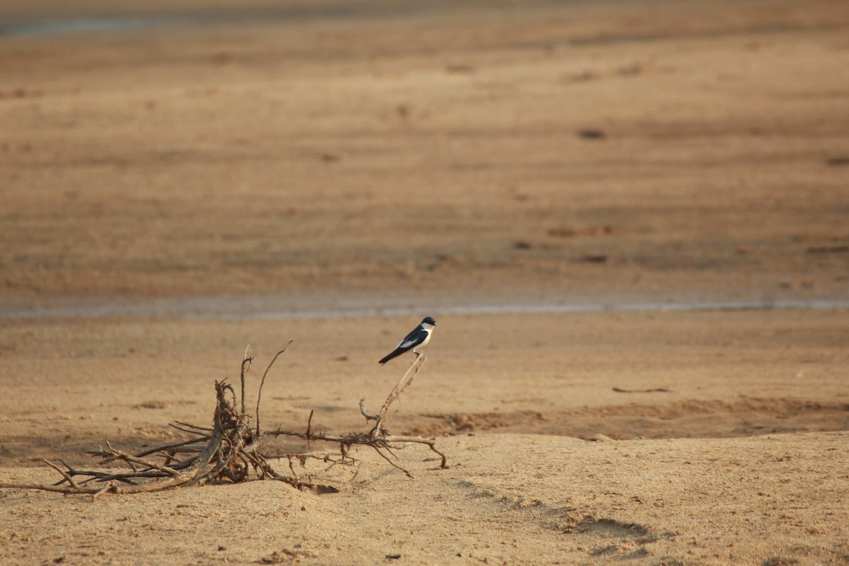 White-winged Swallow - Franziska Riedel