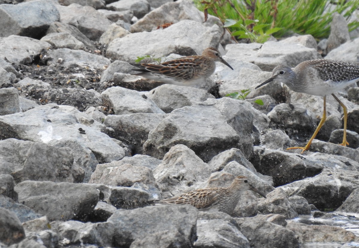 Pectoral Sandpiper - ML365398521