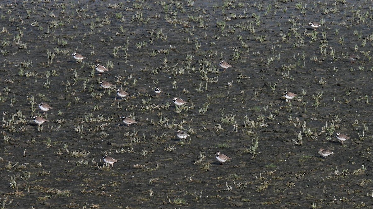 Common Ringed Plover - ML365399461