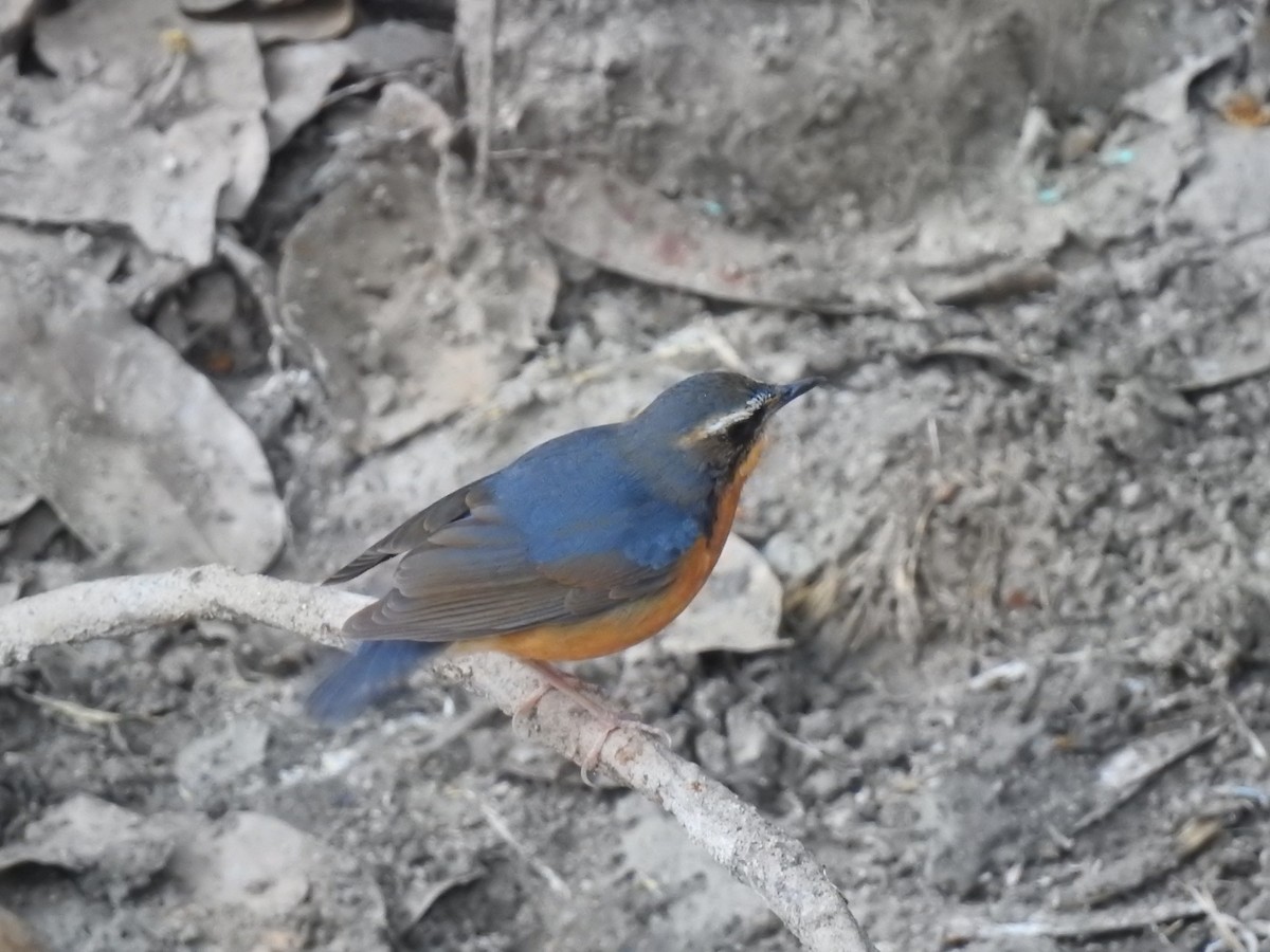 Indian Blue Robin - ML365401331