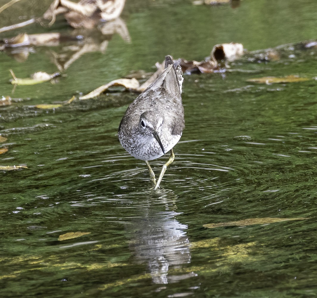 Solitary Sandpiper - ML365401671