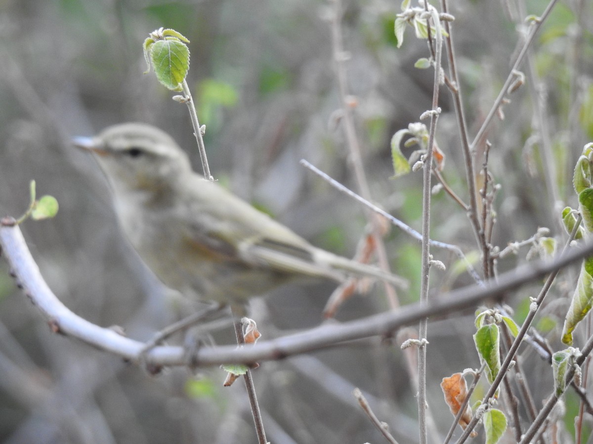 Phylloscopus sp. - ML365402341