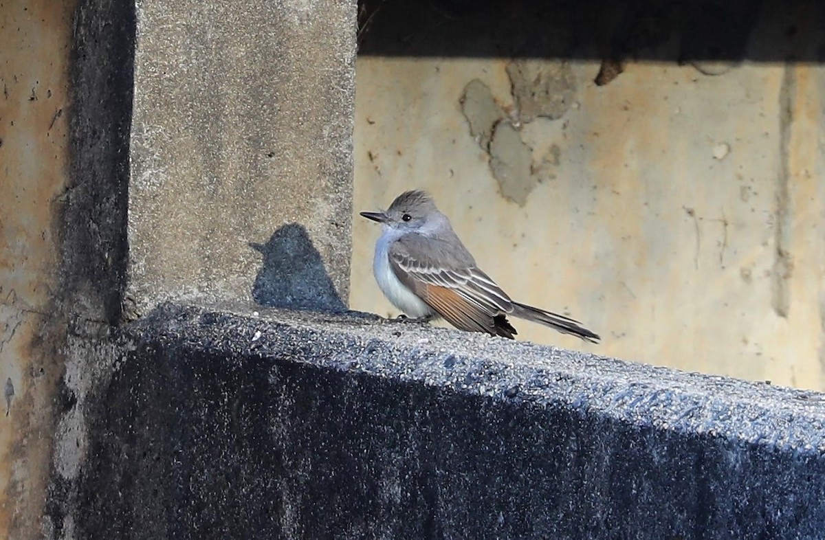 Ash-throated Flycatcher - ML365406221