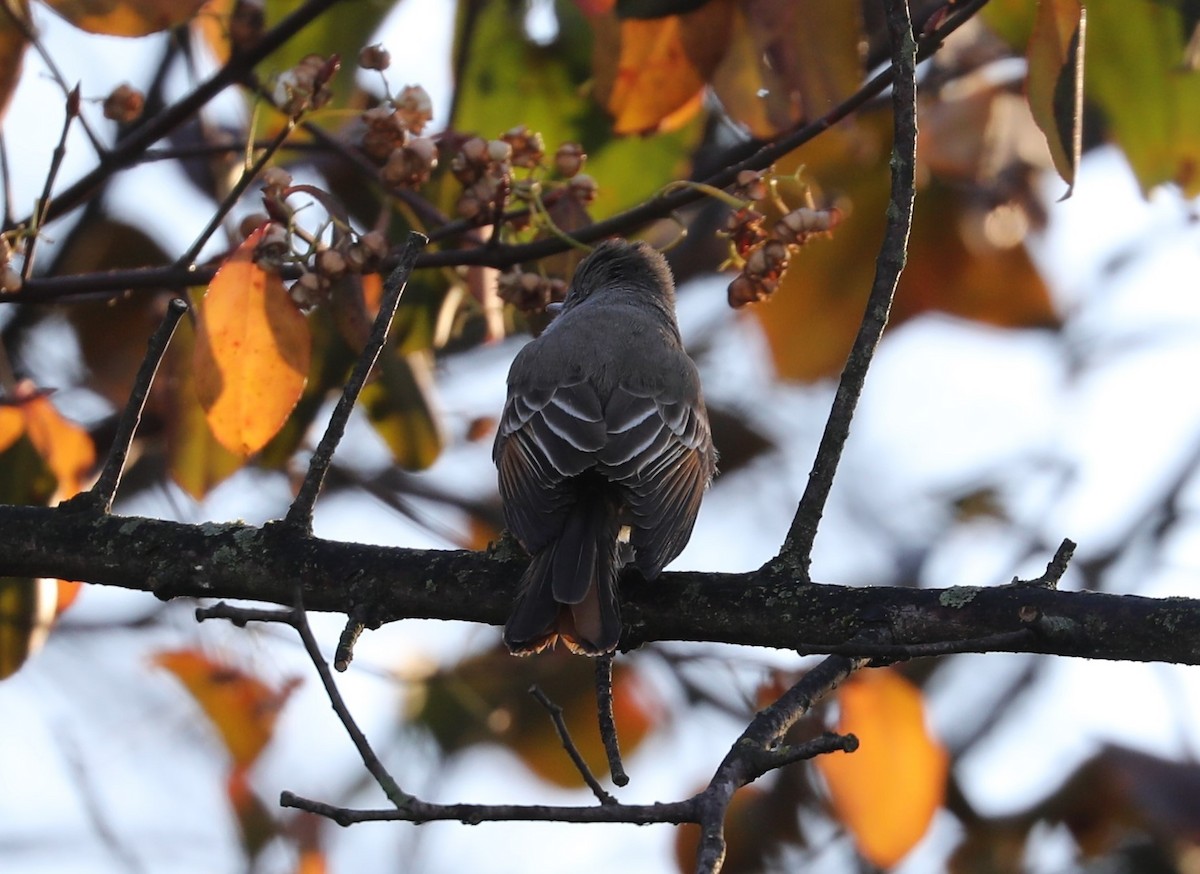 Ash-throated Flycatcher - ML365406271