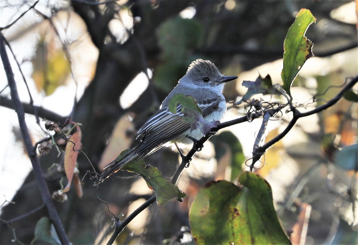 Ash-throated Flycatcher - ML365406281