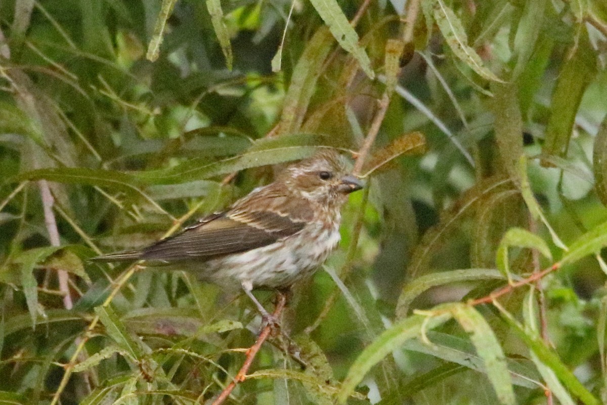 Purple Finch - ML36540641