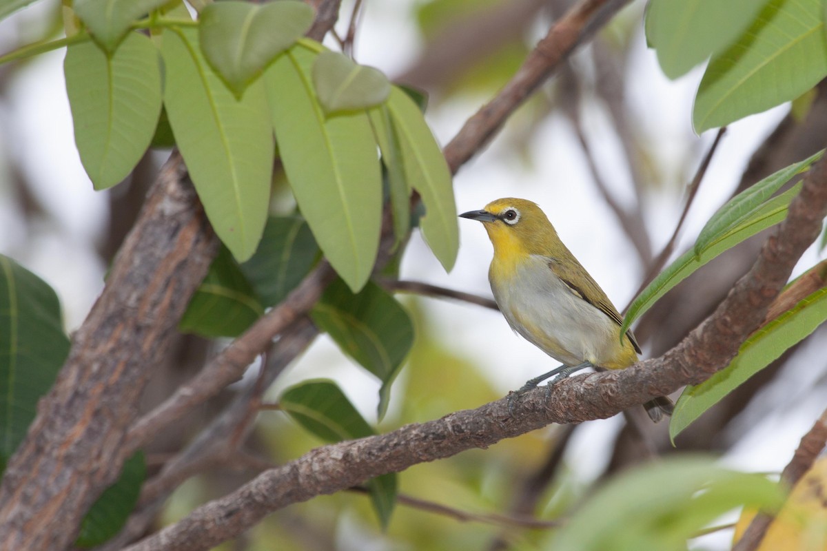 Окулярник сумбейський - ML365408231