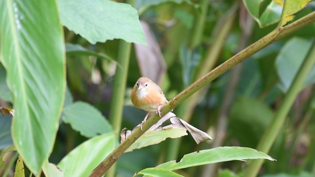 Tawny-bellied Babbler - ML365408841