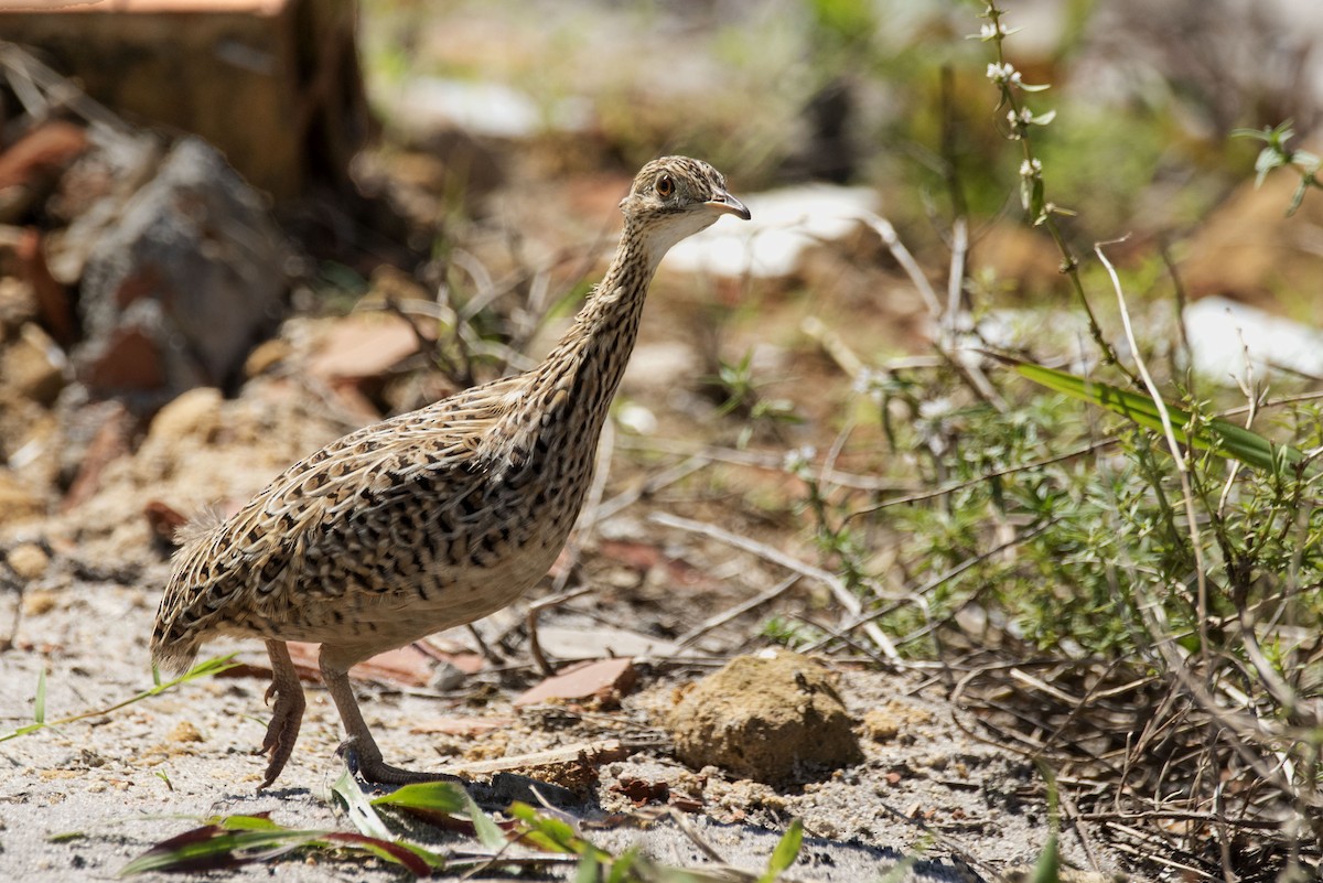 Tinamou tacheté - ML365409161