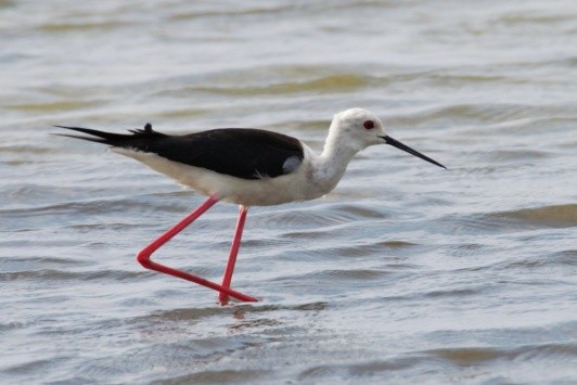 Black-winged Stilt - ML365412541