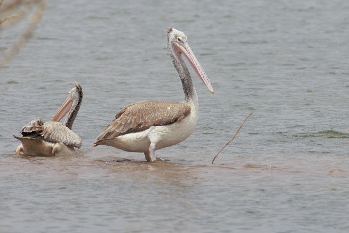 pelikán skvrnozobý - ML365412721