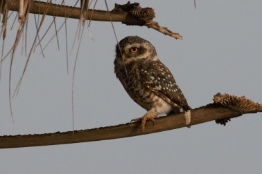 Spotted Owlet - ML365412821