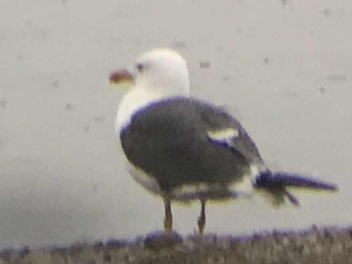 Lesser Black-backed Gull - ML365413311