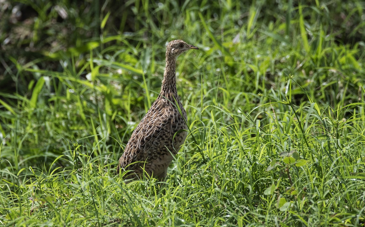 Tinamou tacheté - ML365413901