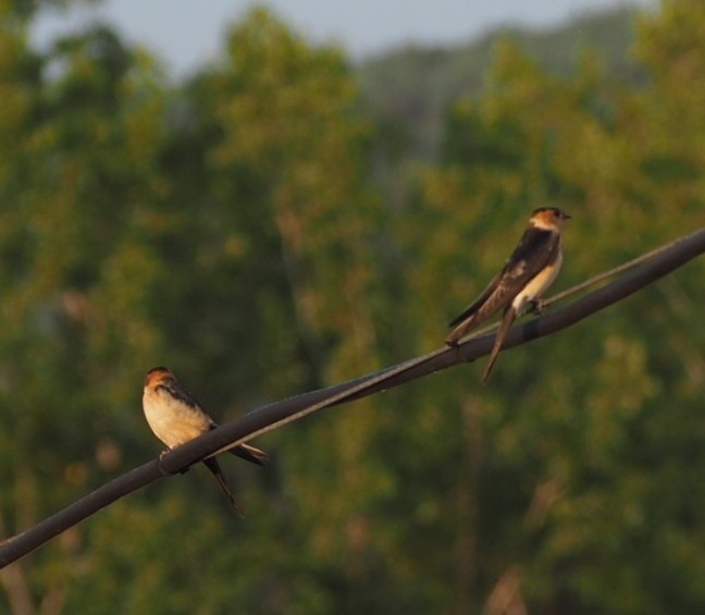 Red-rumped Swallow - ML365414031