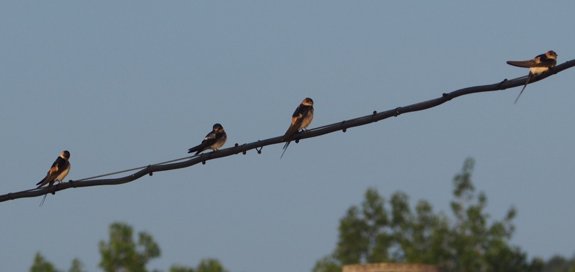 Red-rumped Swallow - ML365414041