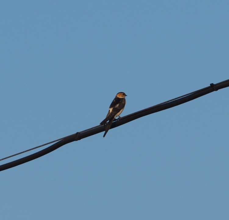 Red-rumped Swallow - ML365414061