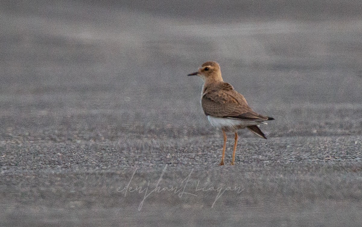 Oriental Plover - ML365416661