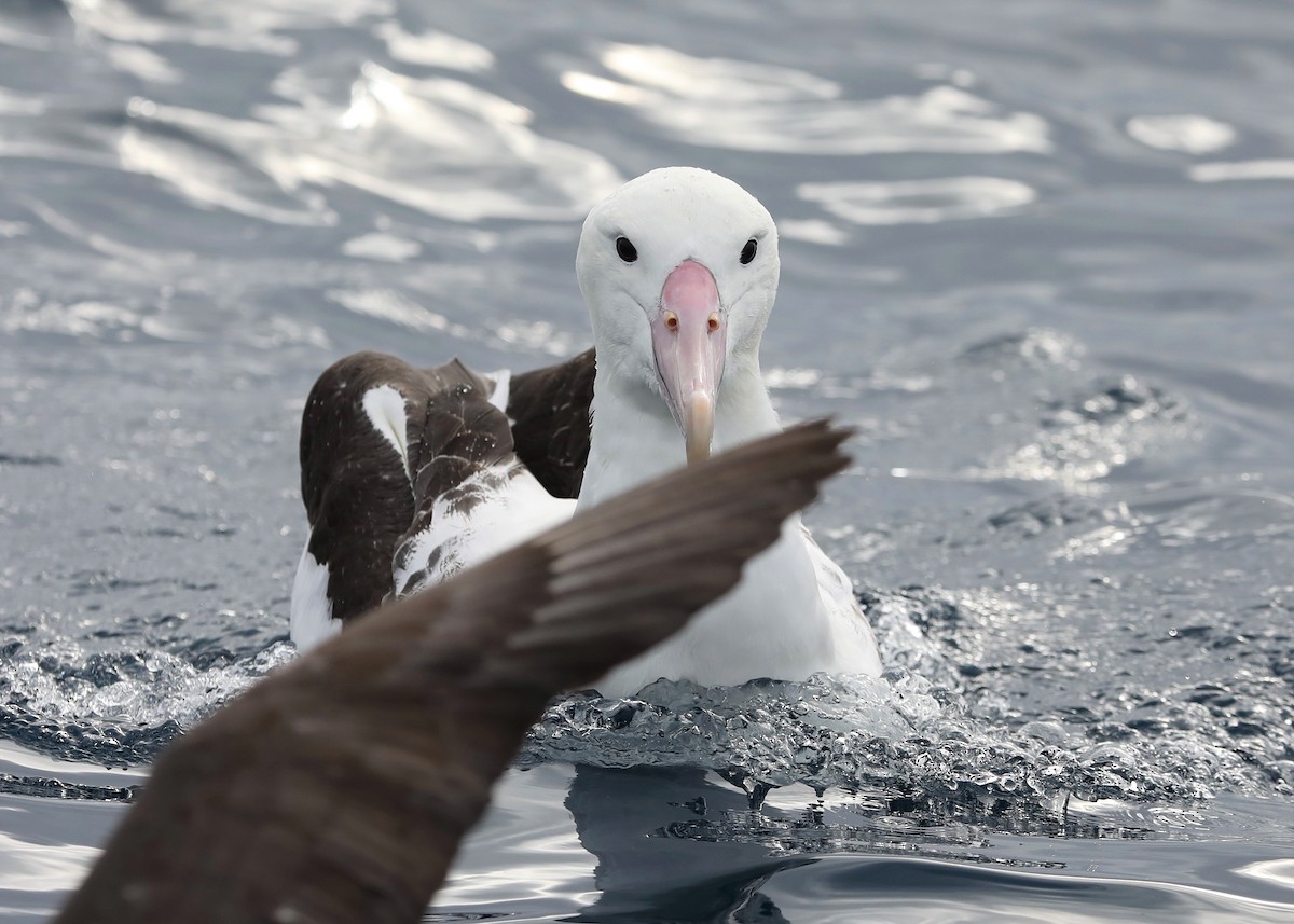 Northern Royal Albatross - ML365416771