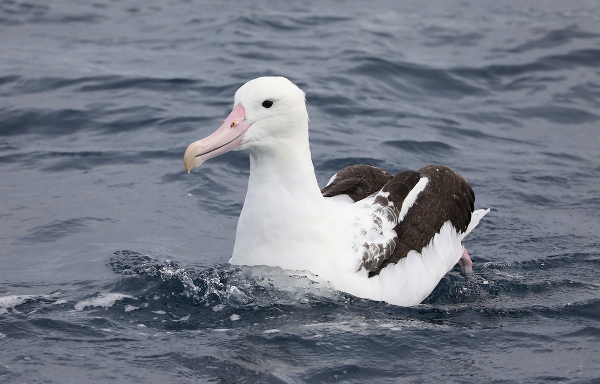 Northern Royal Albatross - ML365416781