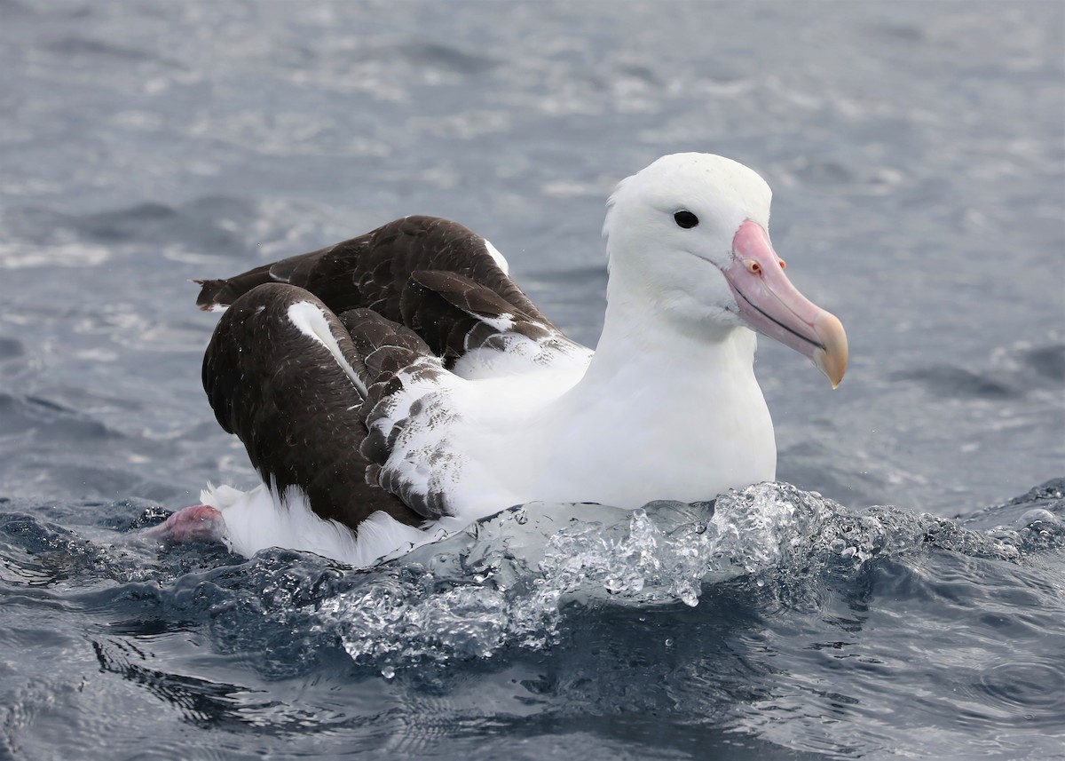 Northern Royal Albatross - ML365416791