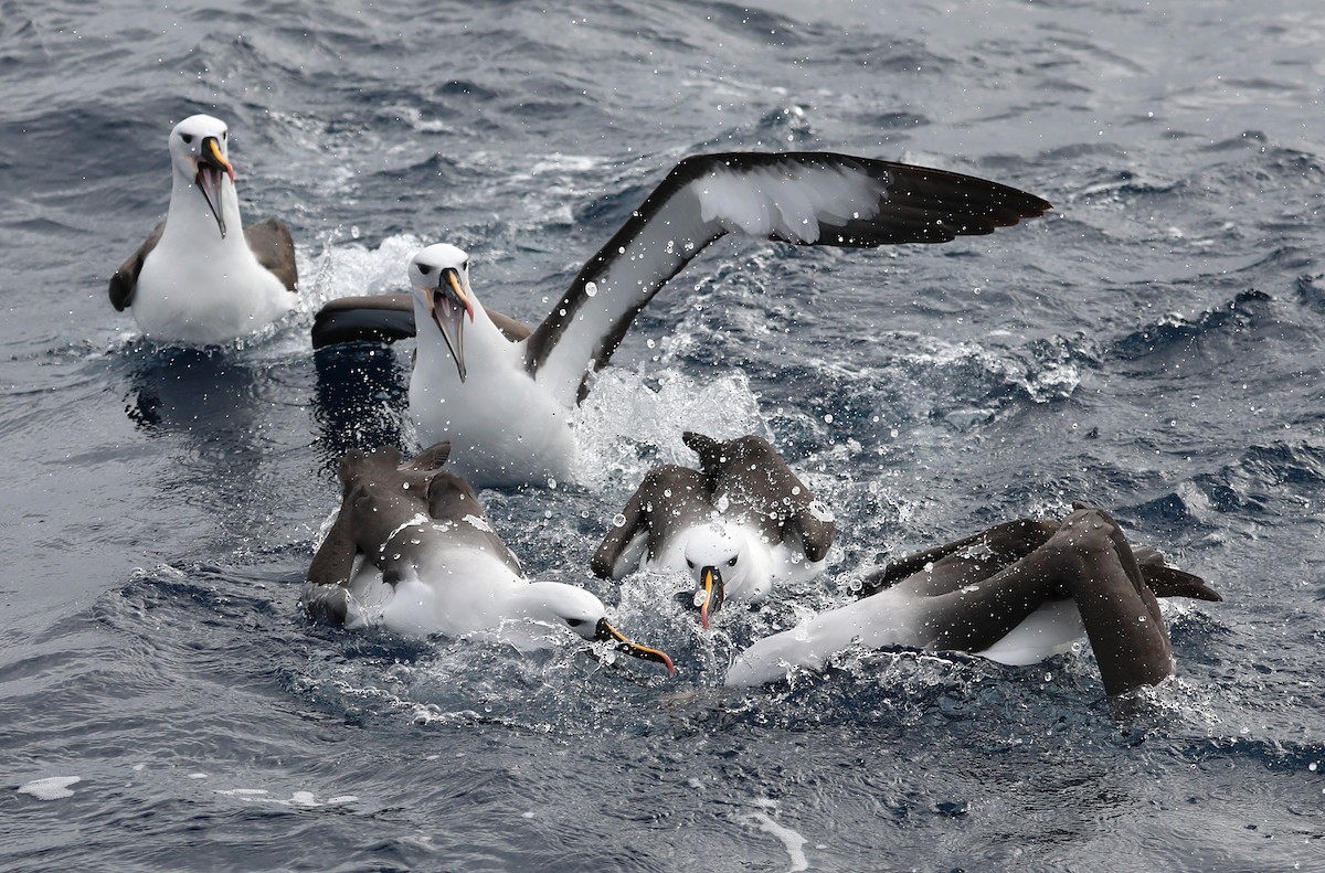 Indian Yellow-nosed Albatross - Plaxy Barratt