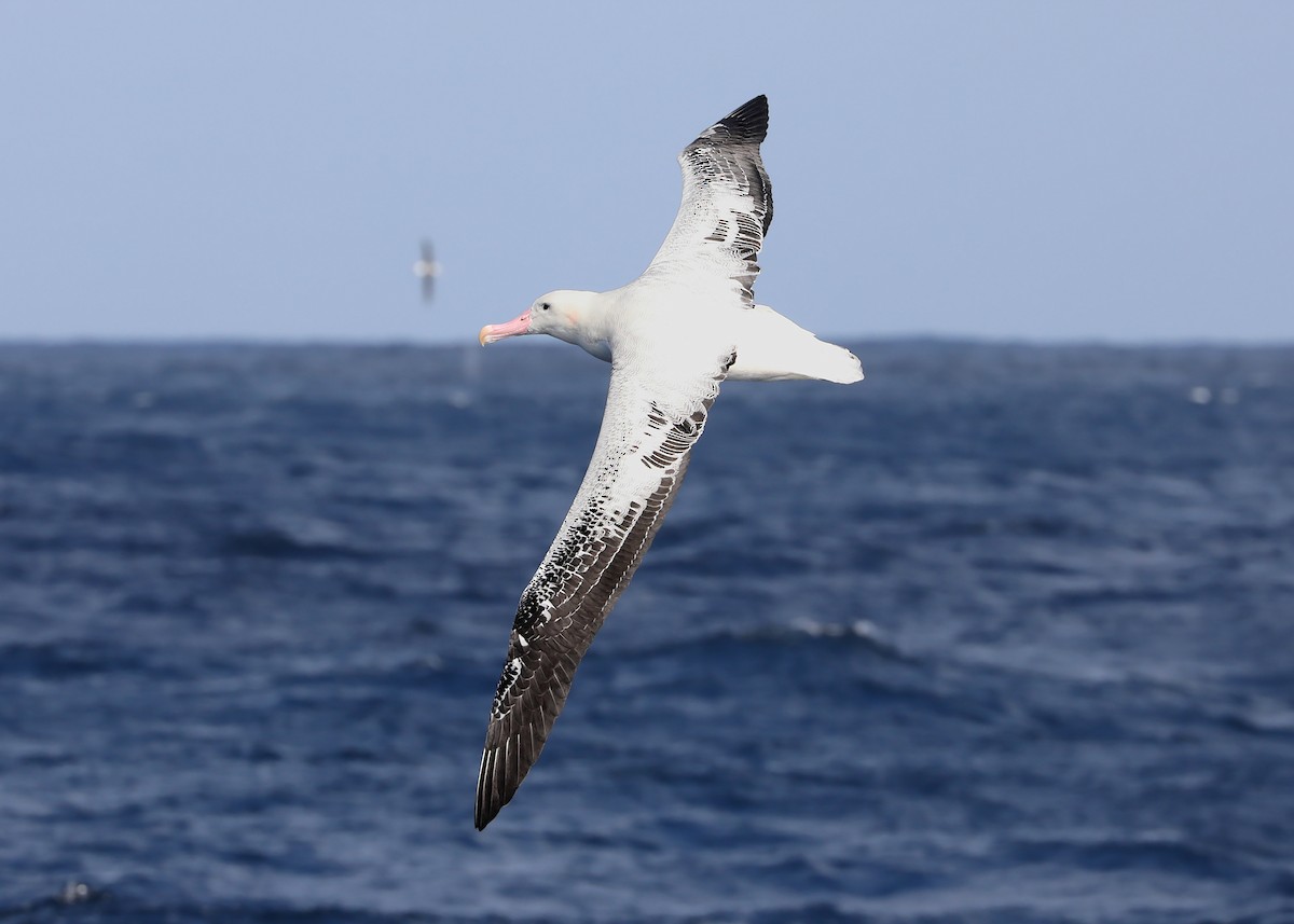 Snowy Albatross - ML365416891