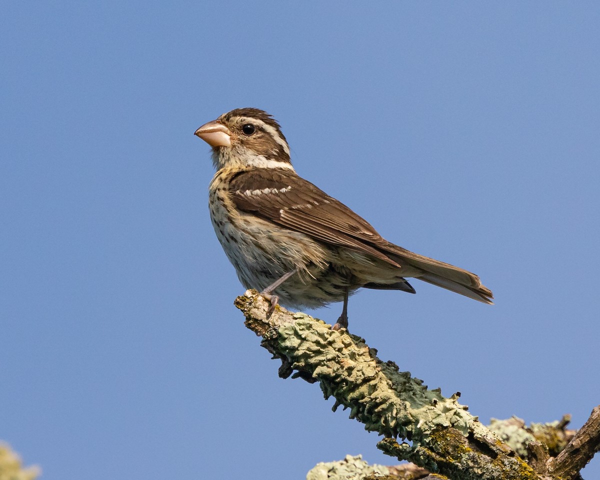 Rose-breasted Grosbeak - Todd Dixon