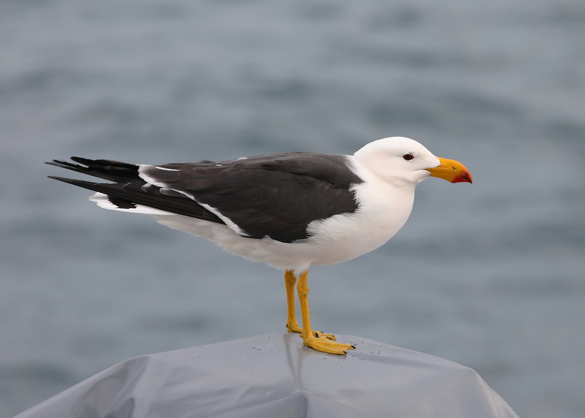 Pacific Gull - ML365417851