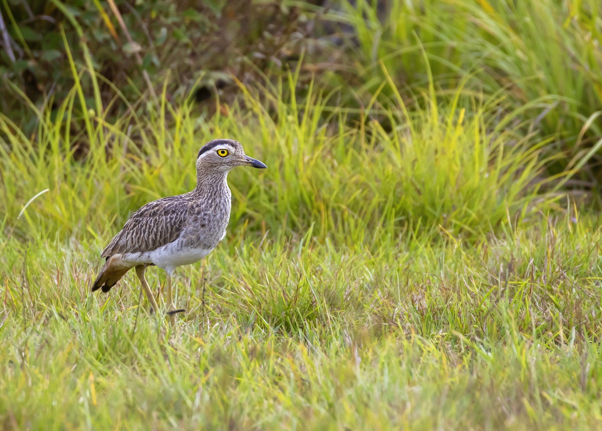 Double-striped Thick-knee - Caio Brito