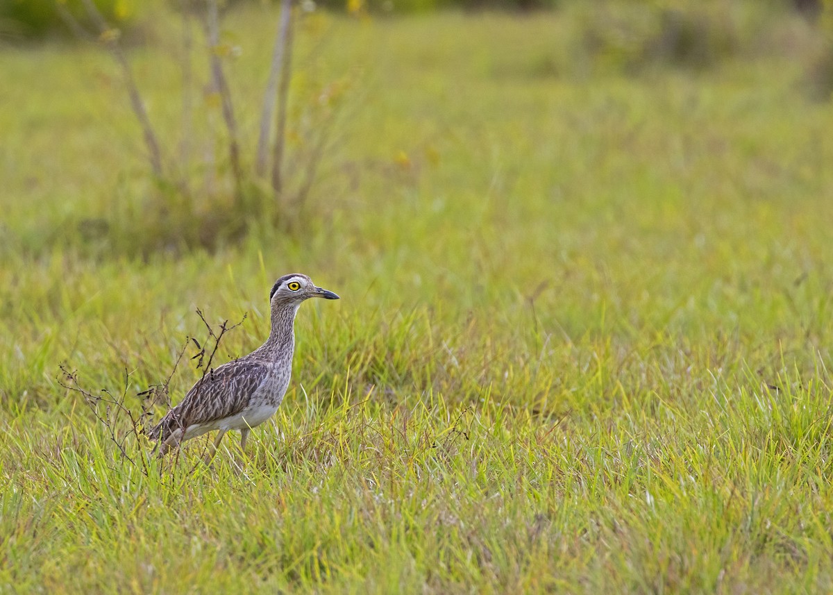 Double-striped Thick-knee - Caio Brito