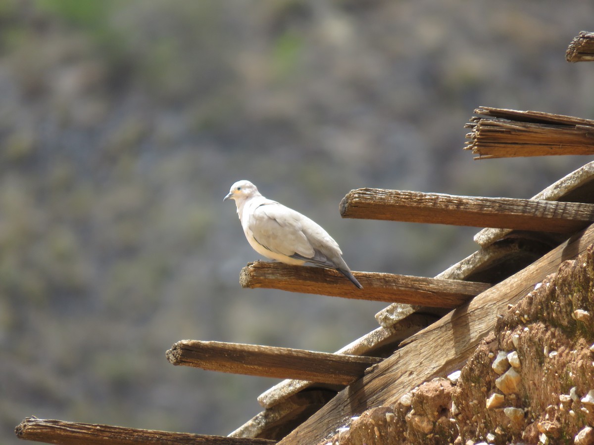 Black-winged Ground Dove - ML365419151