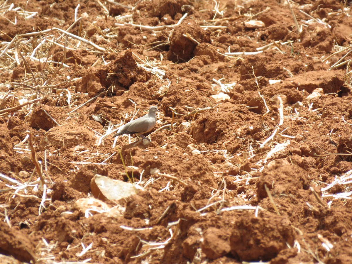 Black-winged Ground Dove - ML365419241