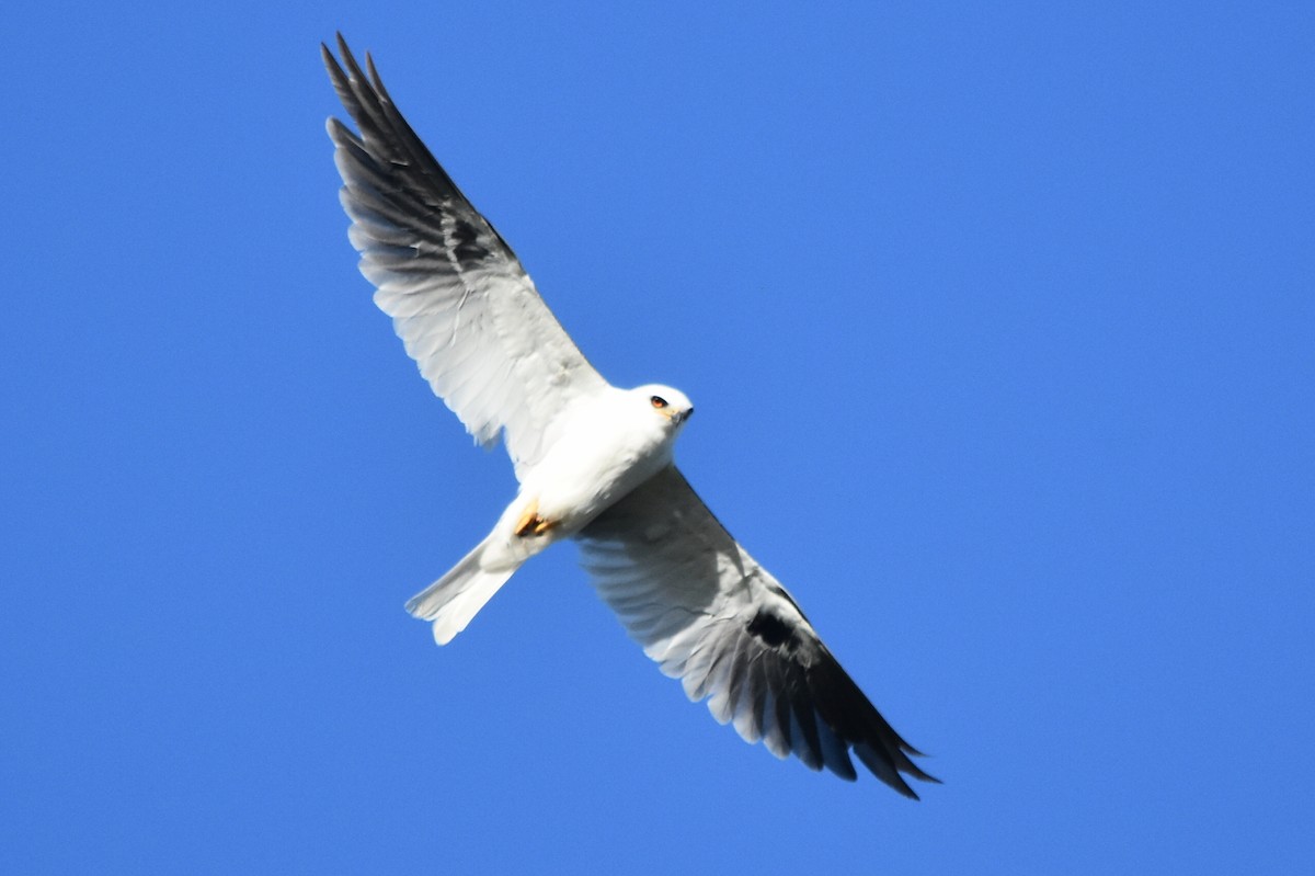 White-tailed Kite - ML365420591