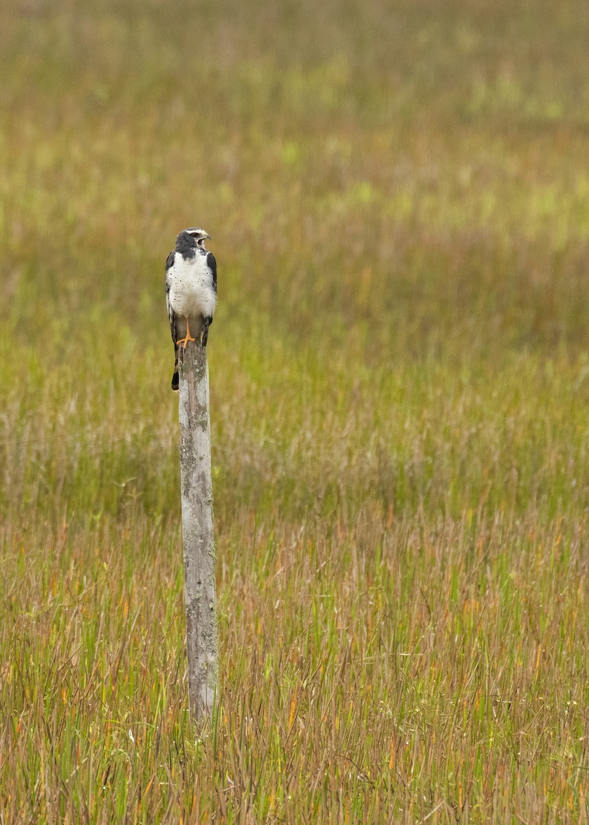 Long-winged Harrier - ML365420651