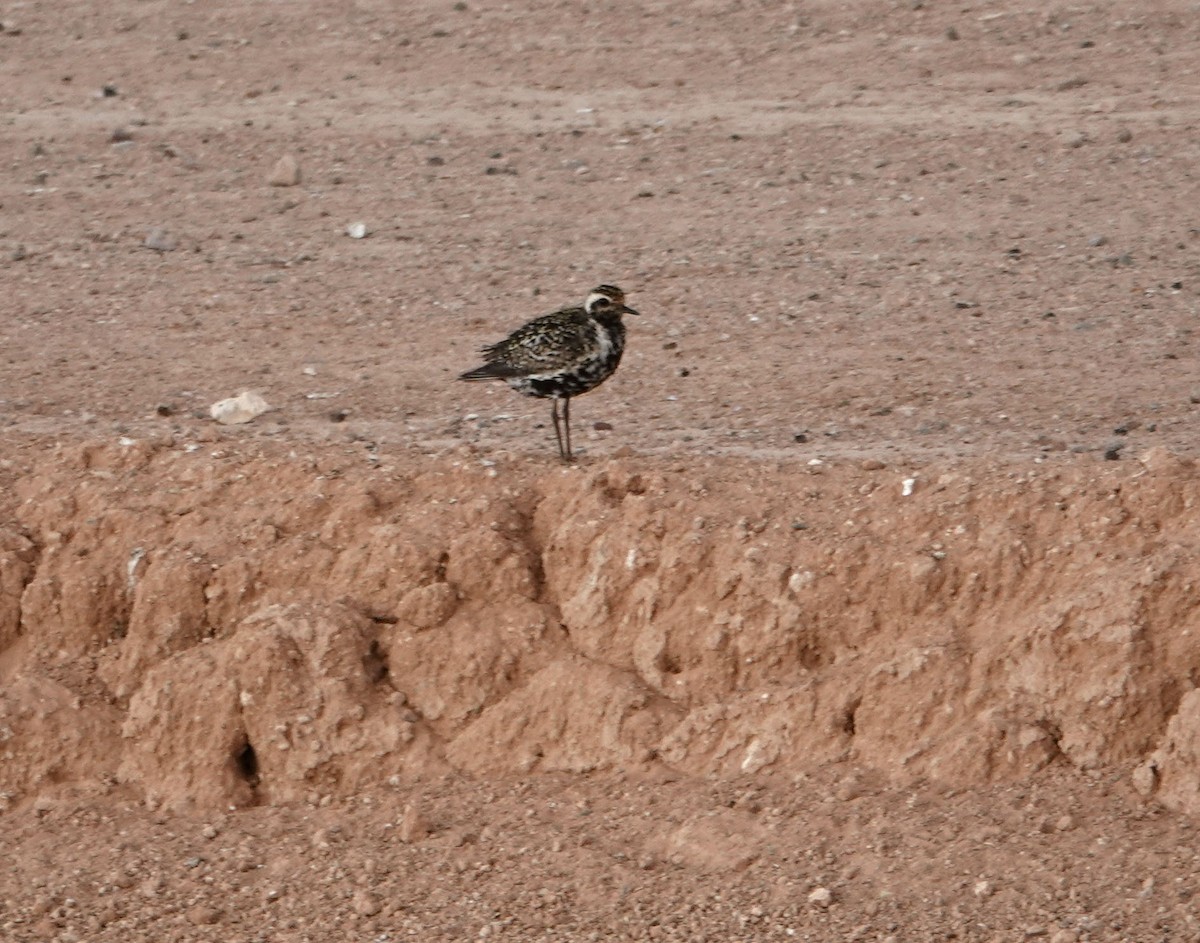 Pacific Golden-Plover - ML365422181