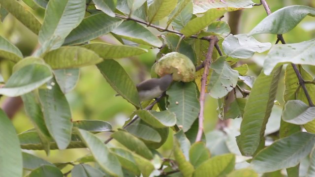 Thick-billed Flowerpecker - ML365422331