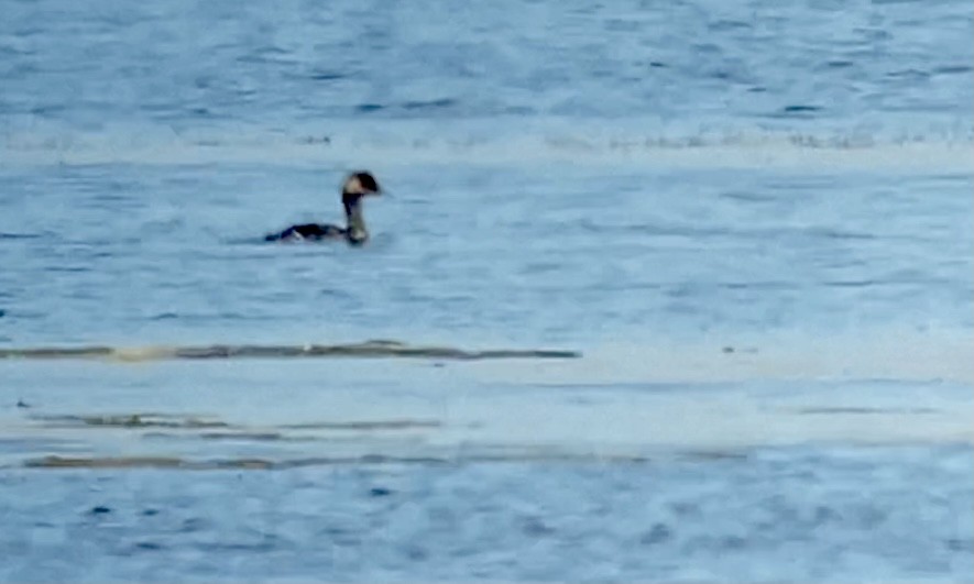 Eared Grebe - Jakub Macháň