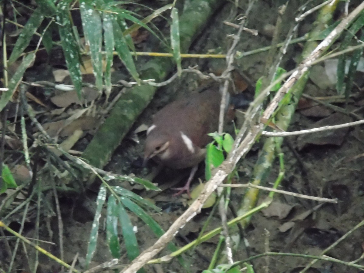 Ruddy Quail-Dove - WILLIAM MACIEL