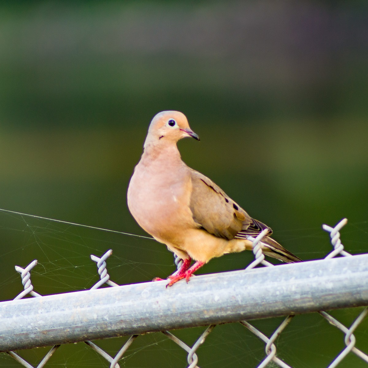 Mourning Dove - ML365424821