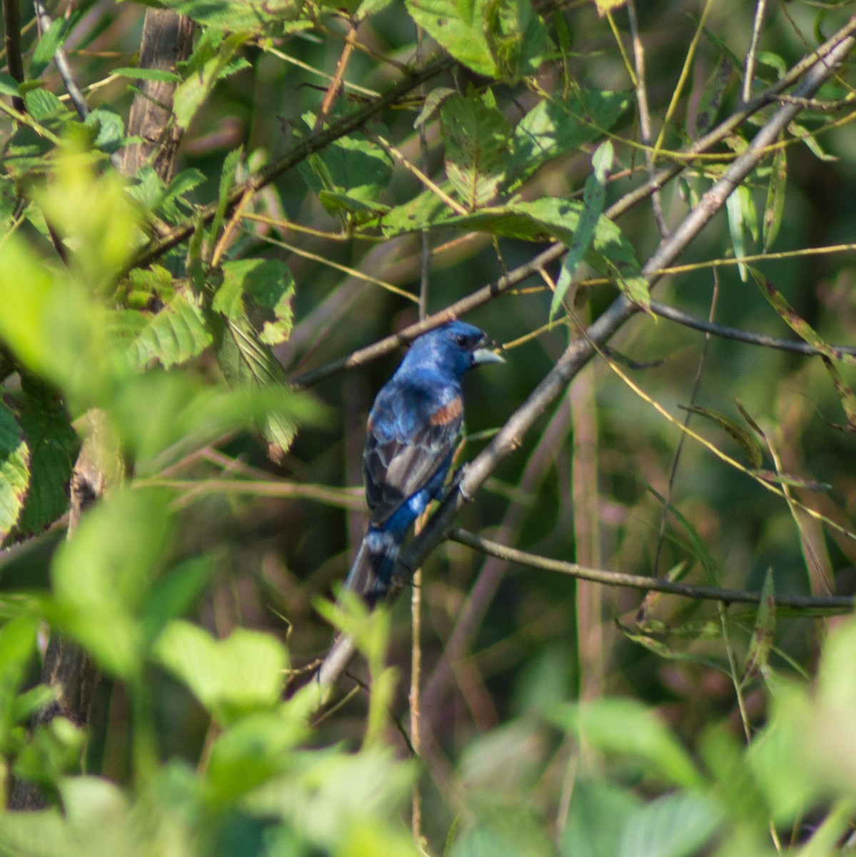 Blue Grosbeak - ML365424931
