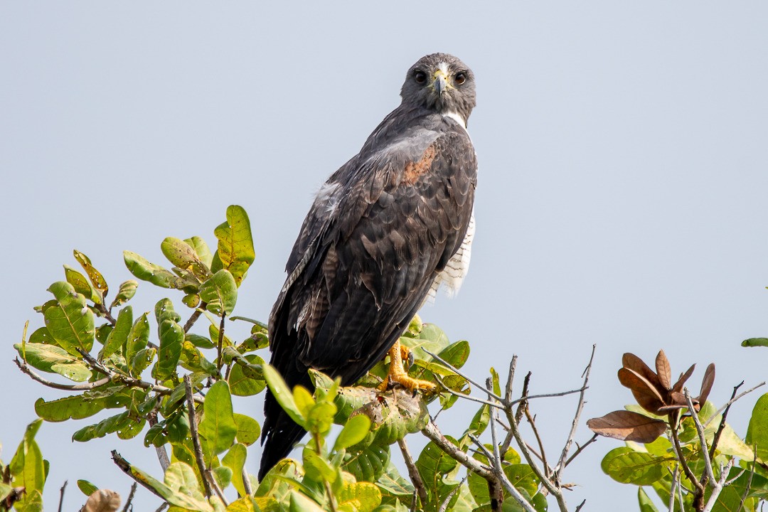 Weißschwanzbussard - ML365426511