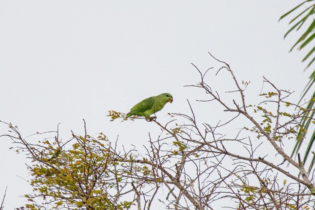 Short-tailed Parrot - Nailson Júnior