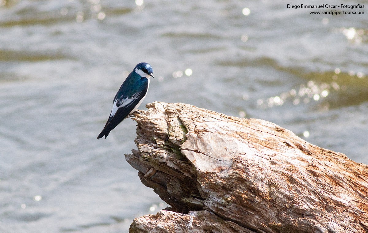 White-winged Swallow - ML365427461