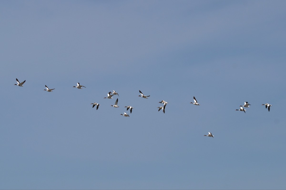 Common Shelduck - ML365428191