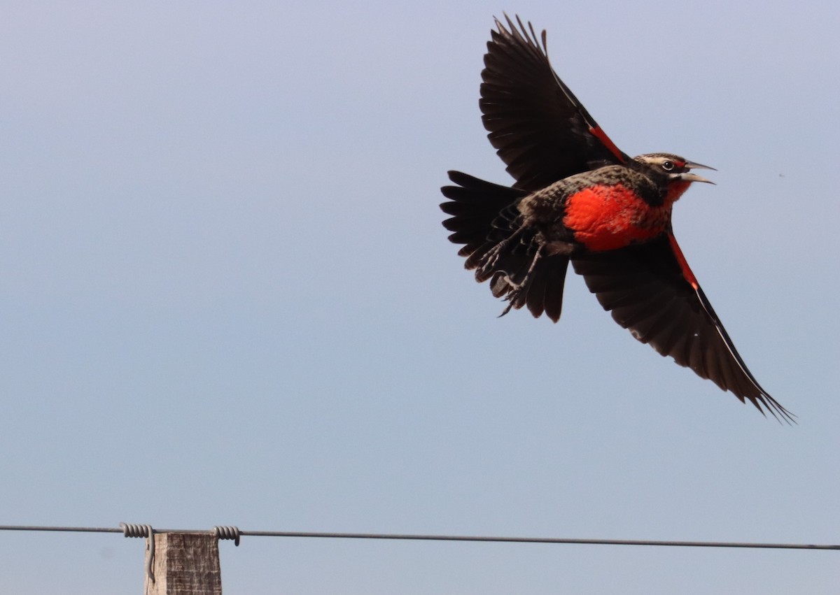 Pampas Meadowlark - ML365428451